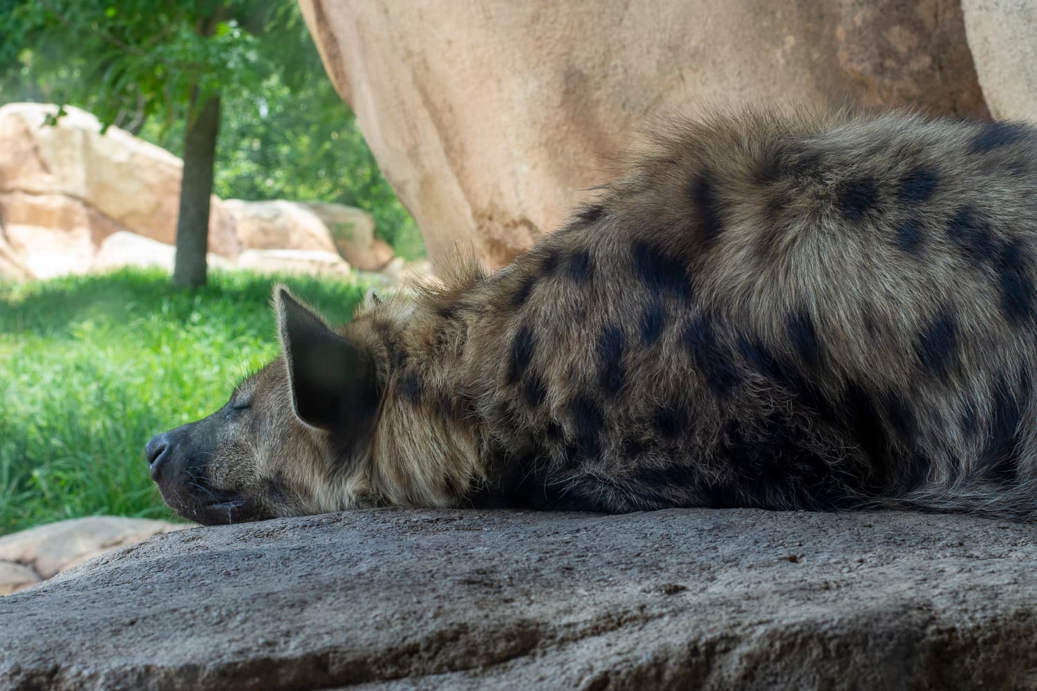 An African Wild Dog at the Zoo
