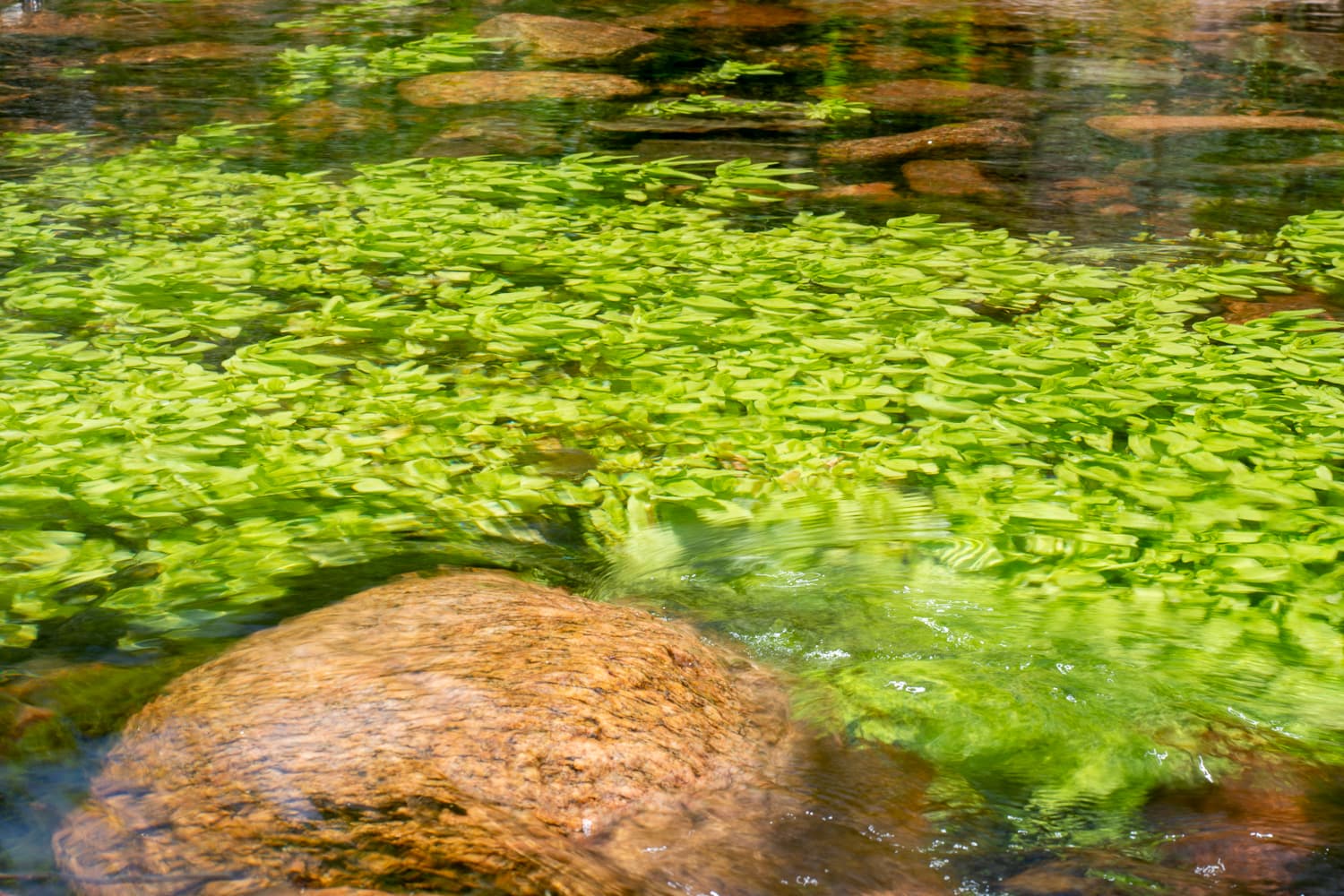 A river and plants under it