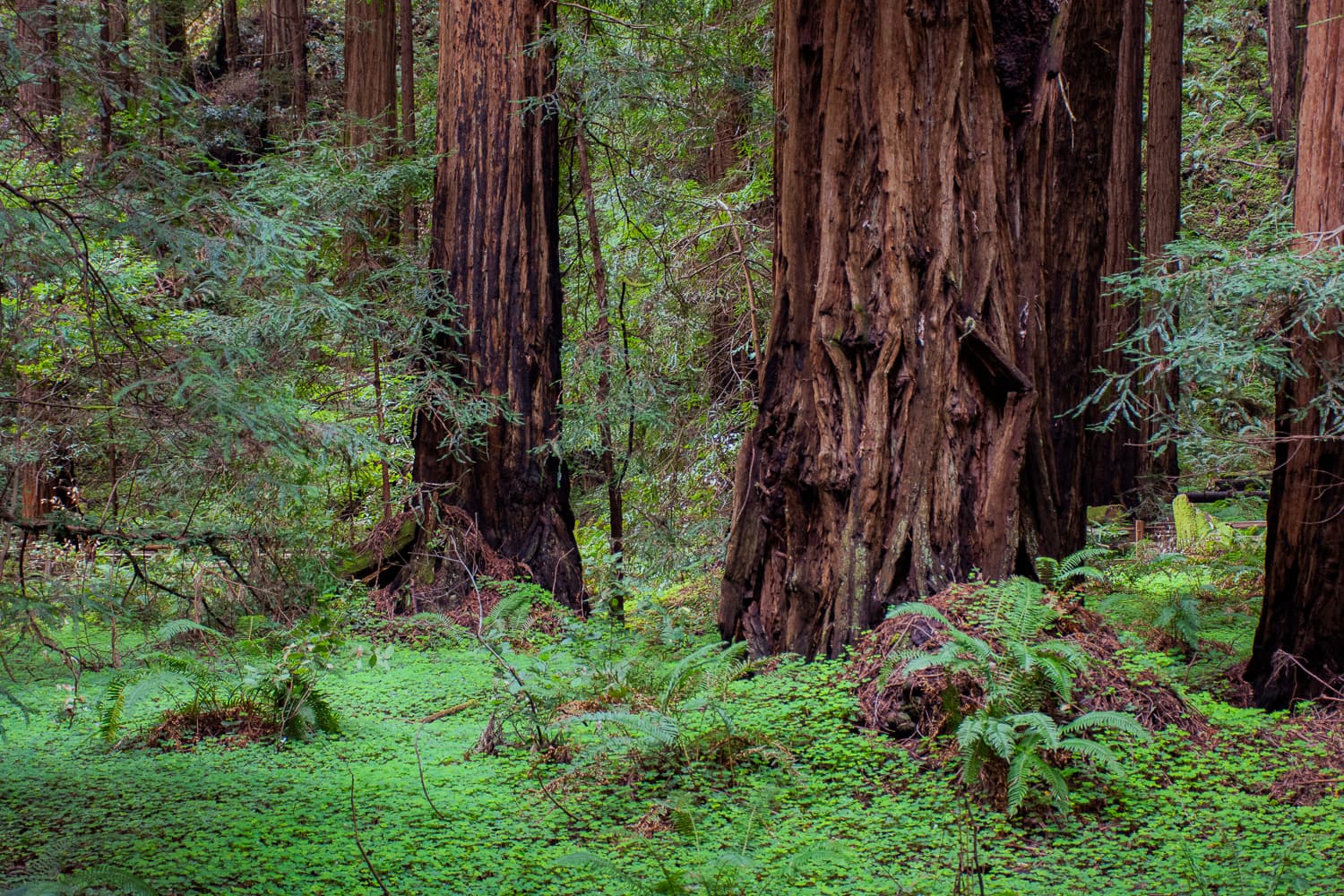 A photo from Muir Woods